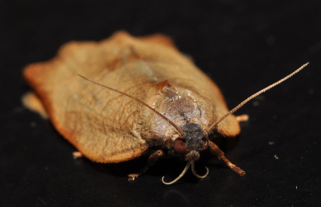 A close up image of a female moth on top of a black background 
