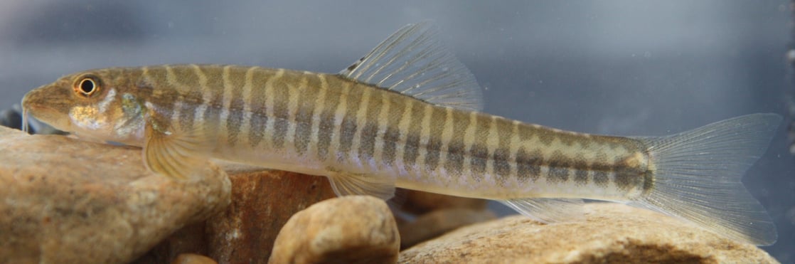Image of a stone loach fish swimming over some rocks