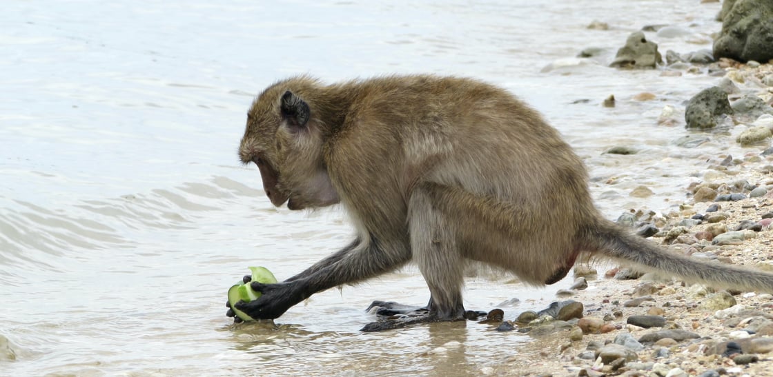 A wild macaque washing sand from cucumber slices on a beach.
