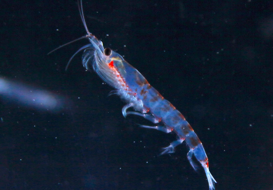 A fluorescent image of an Antarctic krill swimming through water.